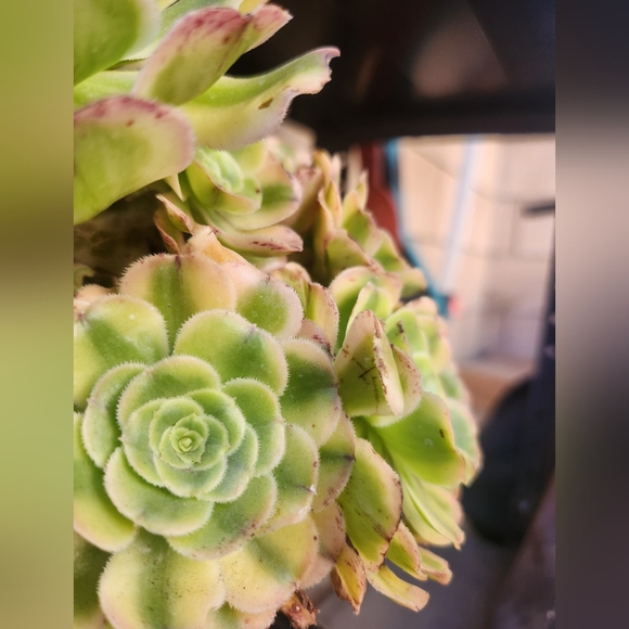 Aeonium Florecens Variegated | Tree Bonsi Cluster 6" Pot - Picture 13 of 13